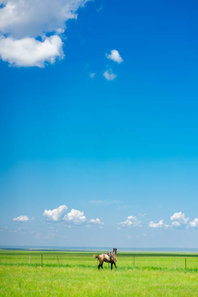 istock Hulun Buir grassland 1335408994
