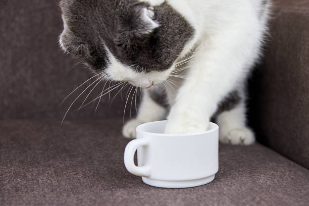 istock Lop-eared cat put its paw in a cup of coffee. 1335409952