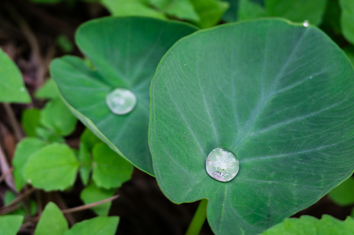 A close-up shot of water droplets on Colocasia leaves. Due to its water resistence properties water does not wet the leaves and stay on the surface only.