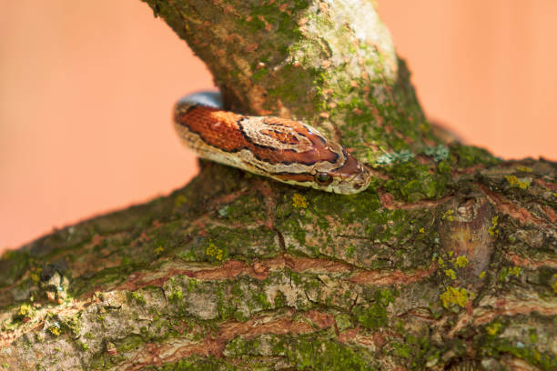 istock Red snake - Pantherophis guttatus crawls on a tree 1335411034