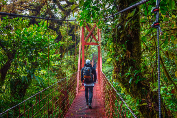 コスタリカのモンテベルデ雲の森の吊り橋の上を歩く観光客 - monteverde cloud forest ストックフォトと画像