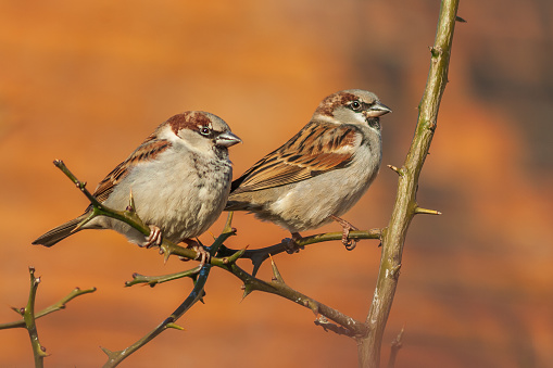 Two sparrows sitting on a branch of a bush.