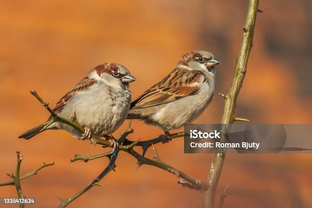 Two Sparrows Sitting On A Branch Of A Bush Stock Photo - Download Image Now - Sparrow, Two Animals, Animal