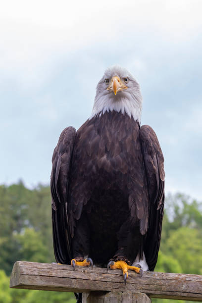 istock A falcon-headed bald eagle sits on a wooden stake 1335412645