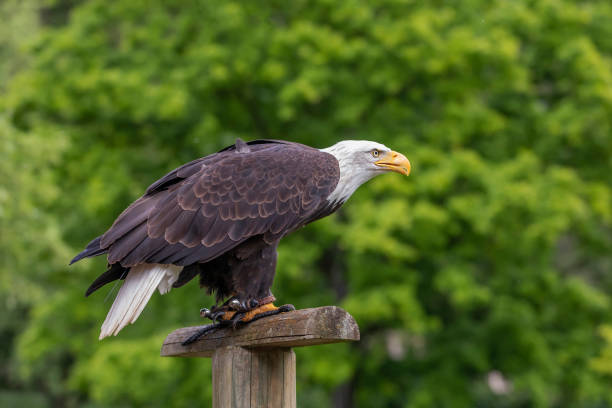 istock A falcon-headed bald eagle sits on a wooden stake 1335412650