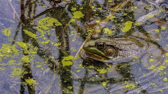 The lowland leopard frog (Lithobates yavapaiensis) is a species of frog in the family Ranidae that is found in Mexico and the United States. Eggs in the water.