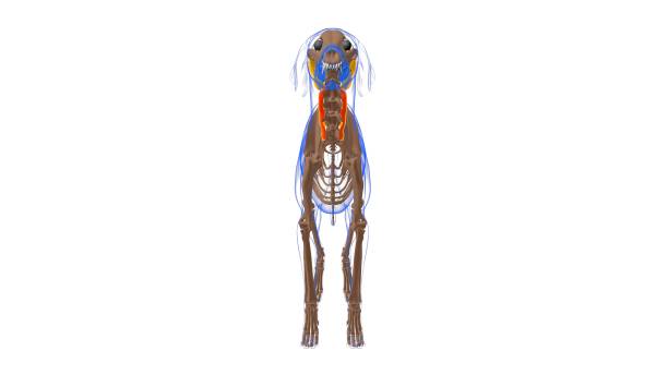 longissimus cervicis muscle muscle de chien anatomie pour le concept médical 3d - cervicis photos et images de collection