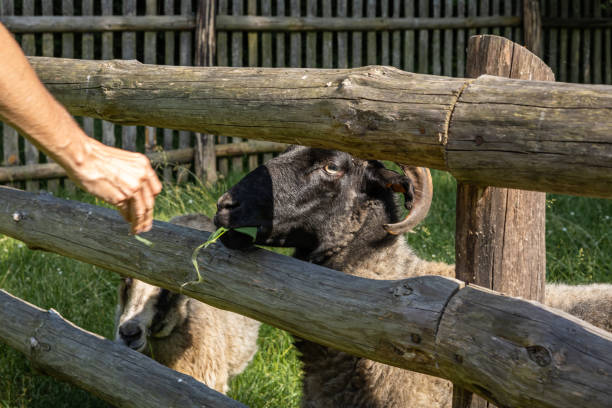 a man's hand, feeding sheep through the wooden fence. - sheep fence zoo enclosure imagens e fotografias de stock