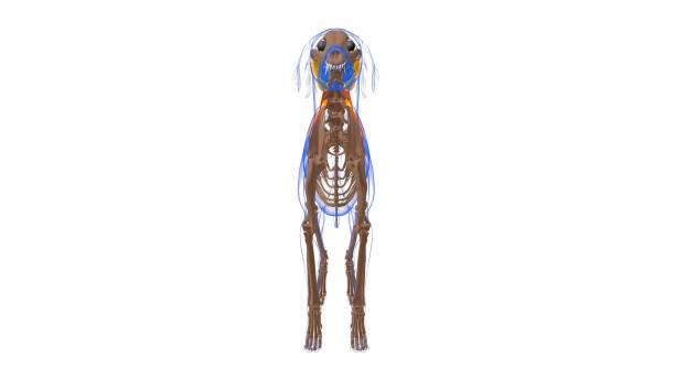 trapezius pars cervicis muscle muscle du chien anatomie pour le concept médical 3d - cervicis photos et images de collection