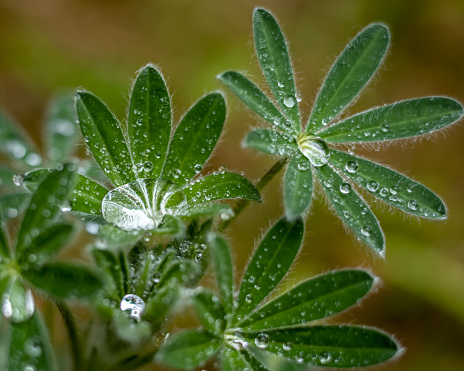 Big  waterdrops on green lupine (Lupinus polyphyllus) leaves, on moody, rainy day. Blurred background, shallow field of depth.