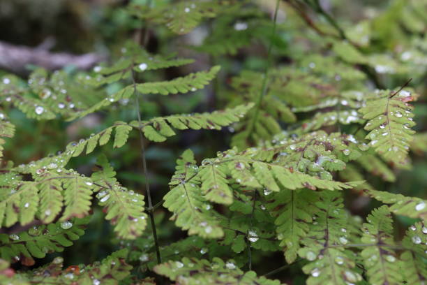 istock apparatchik leaves in raindrops 1335415001