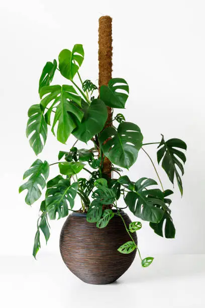 Photo of popular large Philodendron monstera deliciosa and Monstera Adansonii