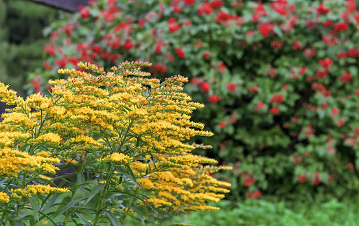 Yellow Canadian goldenrod or lat. Solidago canadensis against the background of a red viburnum bush.
