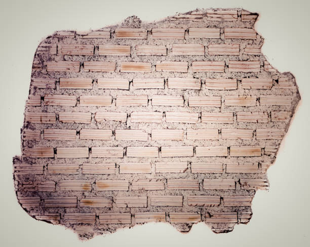 istock texture of old dirty wall for background 1335417046