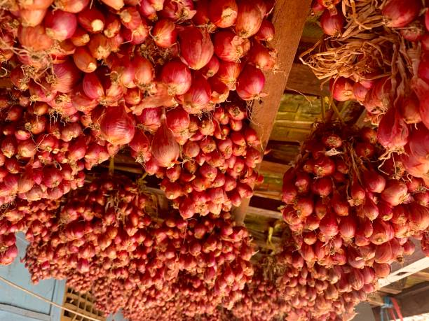 istock A lot of shallots hanging on the ceiling 1335417610