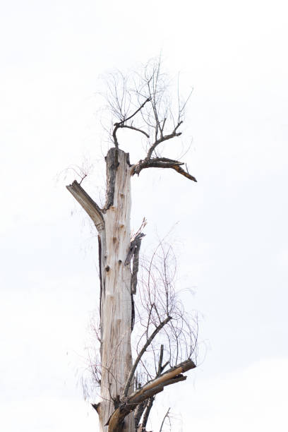 arbre sec avec fond blanc - death fear focus on shadow isolated objects photos et images de collection
