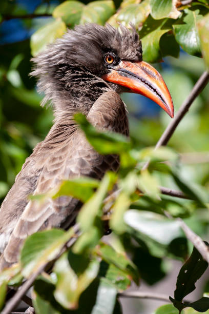 istock Tockus rufirostris Perched on a branch looking at camera 1335418732