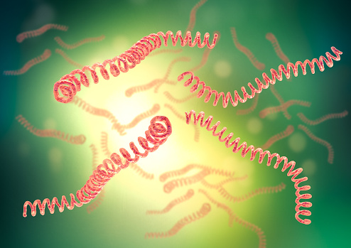 Leptospira is a spiral bacterium that causes leptospirosis. 3D illustration