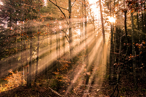 Sun rays shine through a forest