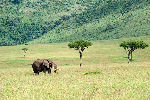 An African Elephant is feeding in the green plains of Masai Mara in Kenya, directly at the border to Serengeti, Tanzania.