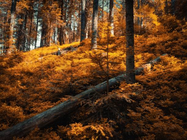Magical autumn forest with sunshine in the morning. Fabulous place. Beautiful orange forest. Fall colors in the woods.