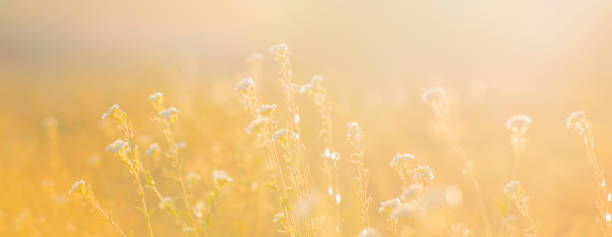 istock Autumn blurred background with plant and copy space. Banner. 1335421892