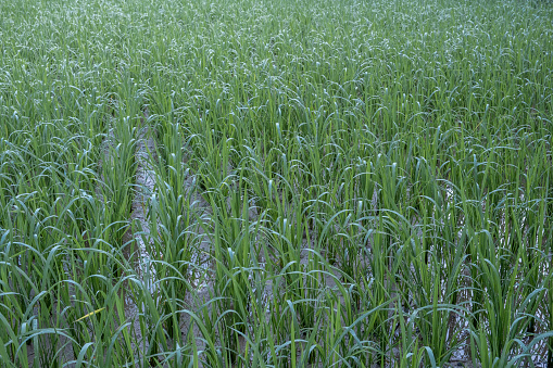 Green plants in paddy fields