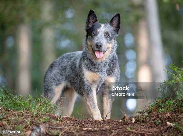 Australian Cattle Dog Stock Photo - Download Image Now - Australian Cattle Dog, Alertness, Animal