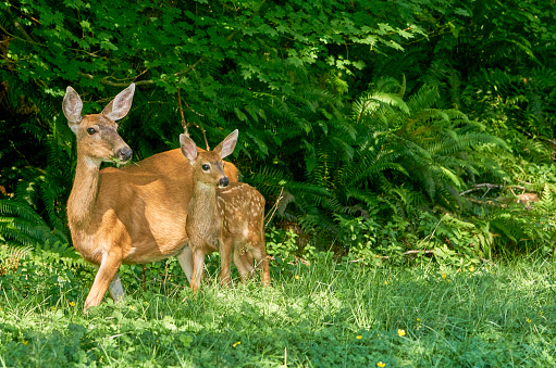 Wild deer mother and fawn in the beautiful Olympic National Park in Western Washington State USA.