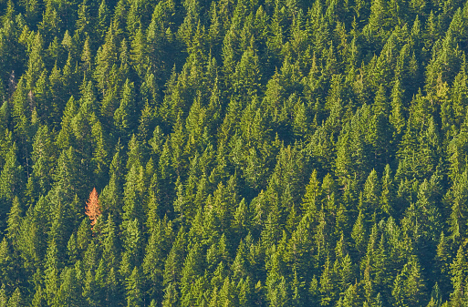 Single Red Tree in the forest in the beautiful Olympic National Park in Western Washington State USA.
