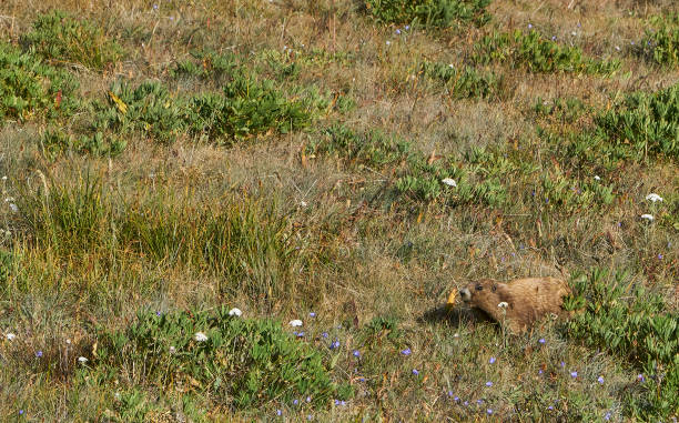 wild marmot en hurricane ridge en el hermoso parque nacional olímpico en el oeste del estado de washington, ee. uu. - olympic marmot fotografías e imágenes de stock