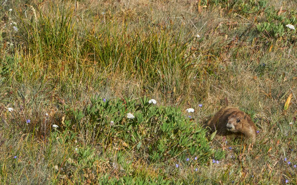 wild marmot en hurricane ridge en el hermoso parque nacional olímpico en el oeste del estado de washington, ee. uu. - olympic marmot fotografías e imágenes de stock