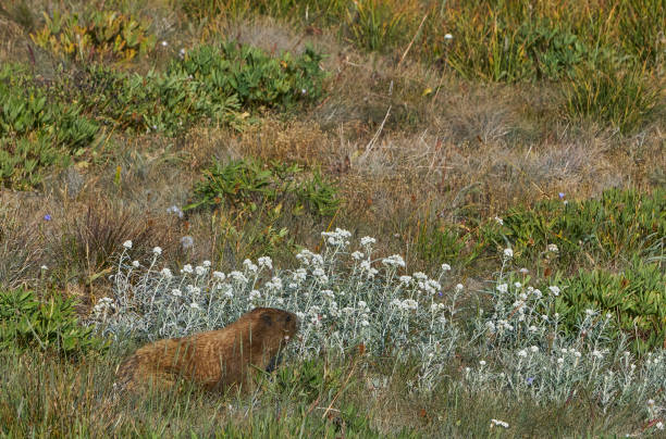 wild marmot en hurricane ridge en el hermoso parque nacional olímpico en el oeste del estado de washington, ee. uu. - olympic marmot fotografías e imágenes de stock