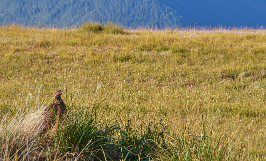 Wild Grouse in the beautiful Olympic National Park in Western Washington State USA.