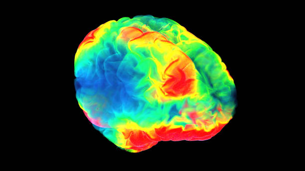 コンピュータ断層撮影(ct)を用いて得られた脳の3次元モデルに基づく脳イメージングの新しい方法。この視覚化の助けを借りて、あなたは脳の仕事のより詳細な画像を得ることができます。 - mri scanner healthcare and medicine medical exam brain ストックフォトと画像