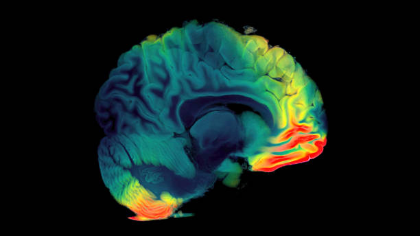 3d визуализация цифрового исследования человеческого мозга с использованием мтс и мрт - brain mri scanner mri scan medical scan стоковые фото и изображения