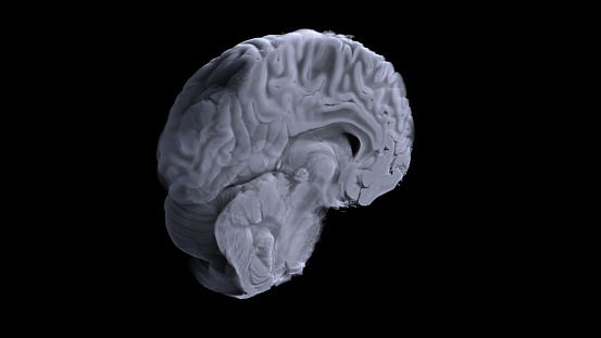 Mri Visualization 3d Visualization Of Digital Mtr Of The Brain The Model Is Based On The ...