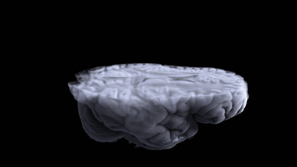 脳のコンピュータ断層撮影と脳のmriは、大脳皮質、その内部および外部部分を含む人間の脳のさまざまな部分の3次元画像を取得することができます。 - mri scanner healthcare and medicine medical exam brain ストックフォトと画像