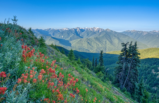 Mount Olympus in the beautiful Olympic National Park in Western Washington State USA.