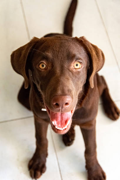 istock chocolate Labrador dog sitting with a happy face 1335425915