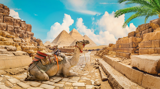 Camel near pyramids in hot desert of Egypt