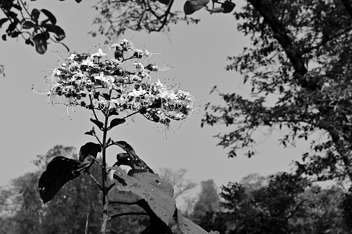 Black and white flowers and plants against natural background.
