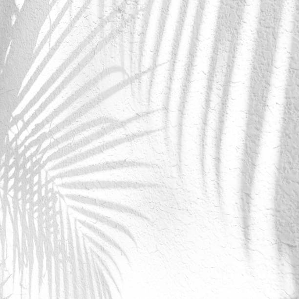 istock Palm leaves plant shadows on rough white concrete wall abstract blurred tropical background. 1335430480