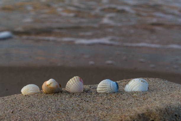 istock Shells stacked horizontally on the sea coast 1335430682