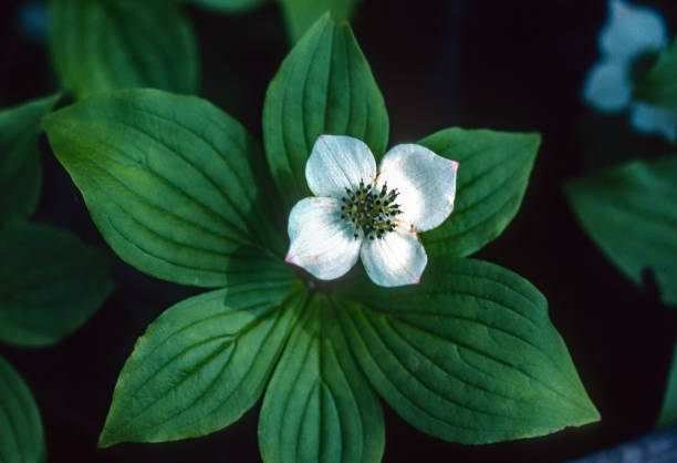 istock Keweenaw Peninsula Michigan - White Flower - 2005 1335431799
