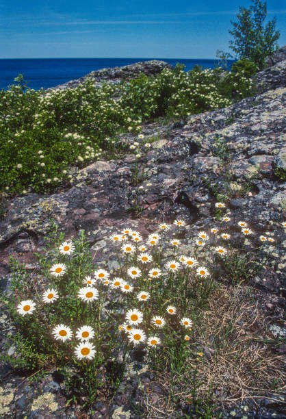 istock Keweenaw Peninsula Michigan - Daisies Vertical - 2005 1335432495