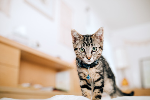 A cute young tabby cat explores around a bedroom, wearing a collar with a bell on it.