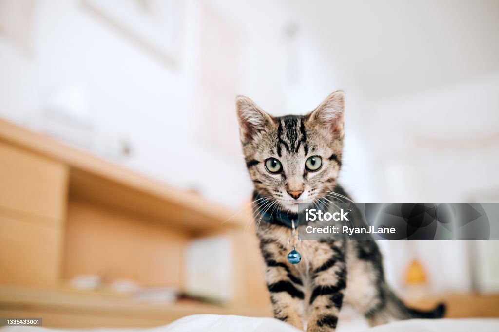 Kitten Exploring Domestic Setting A cute young tabby cat explores around a bedroom, wearing a collar with a bell on it. Domestic Cat Stock Photo