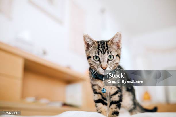 Kitten Exploring Domestic Setting Stock Photo - Download Image Now - Domestic Cat, Collar, Domestic Life