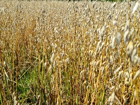 Oat field with planets just befor harvesting. The image was captured during summer season.